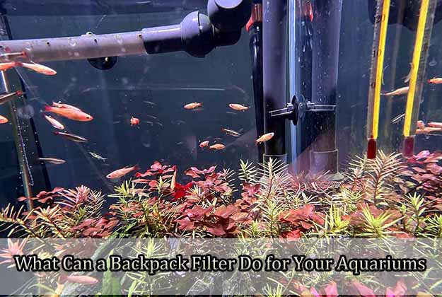 What Can a Backpack Filter Do for Your Aquariums