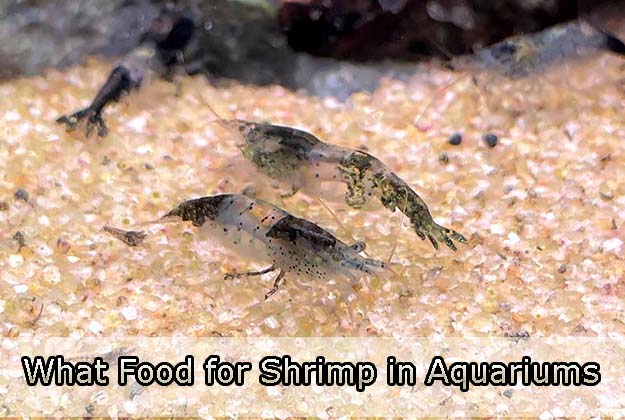 What Food for Shrimp in Aquariums