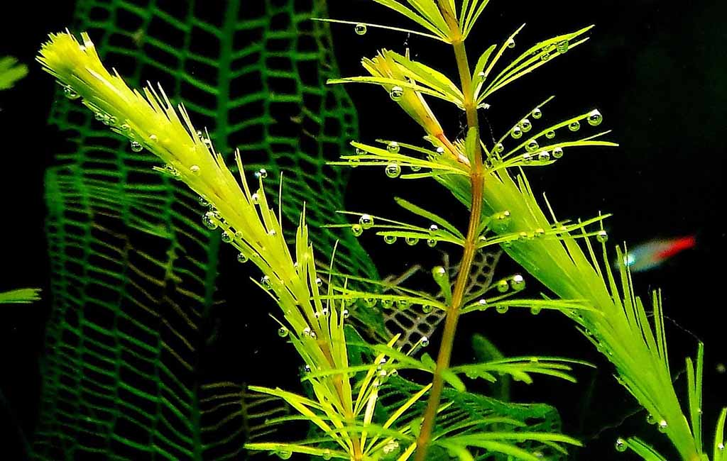 Aquarium Plants Keep Melting