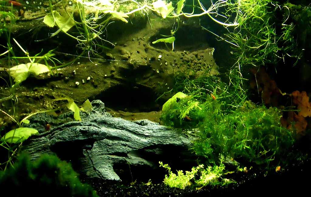 How to save a dying plant