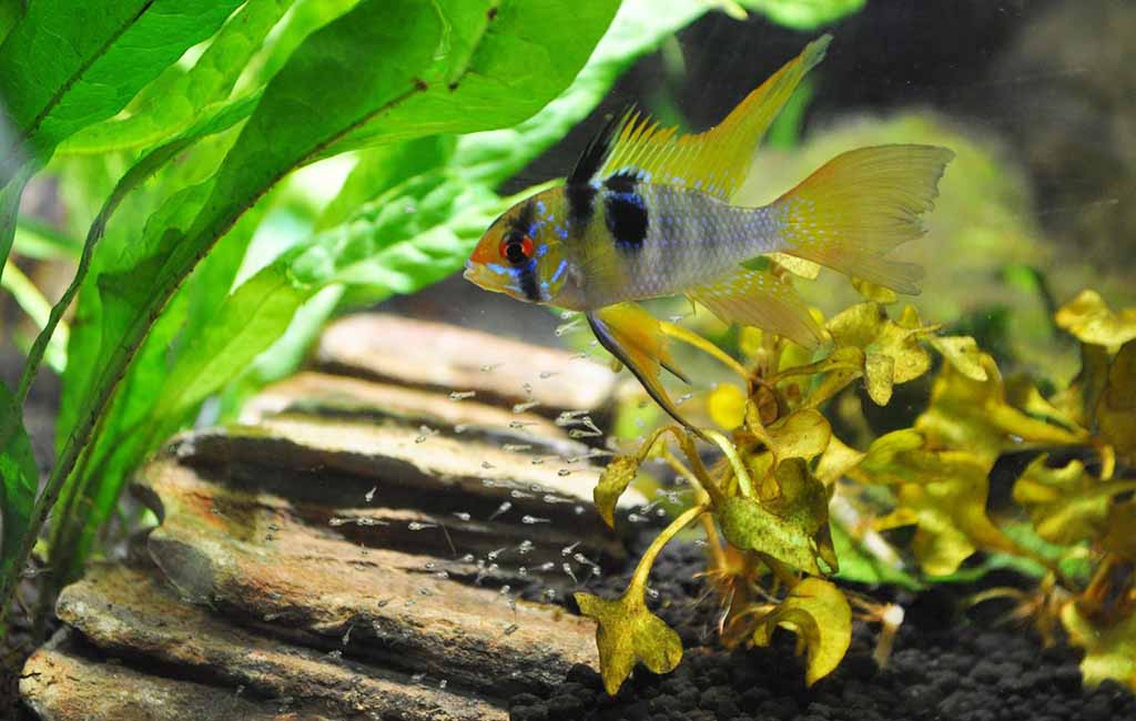 Revive a Dying Plant in Tanks